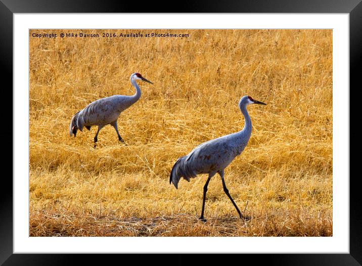 Walk this Way Framed Mounted Print by Mike Dawson