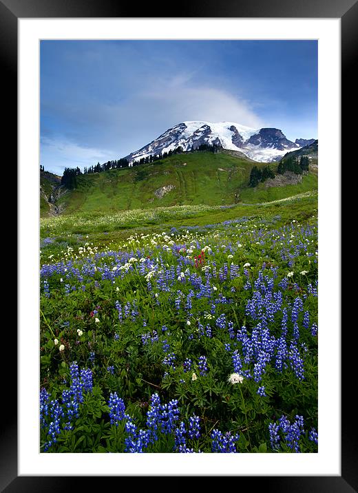 Wildflower Peak Framed Mounted Print by Mike Dawson