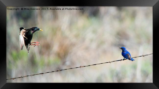 Starling Attack Framed Print by Mike Dawson