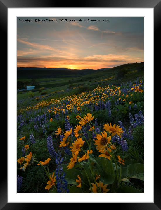 Blue and Gold Sunset Framed Mounted Print by Mike Dawson