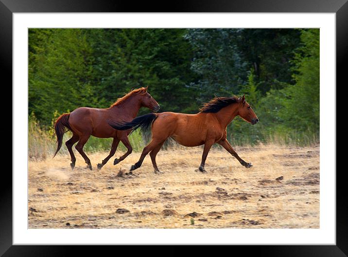 Mustang Gallop Framed Mounted Print by Mike Dawson