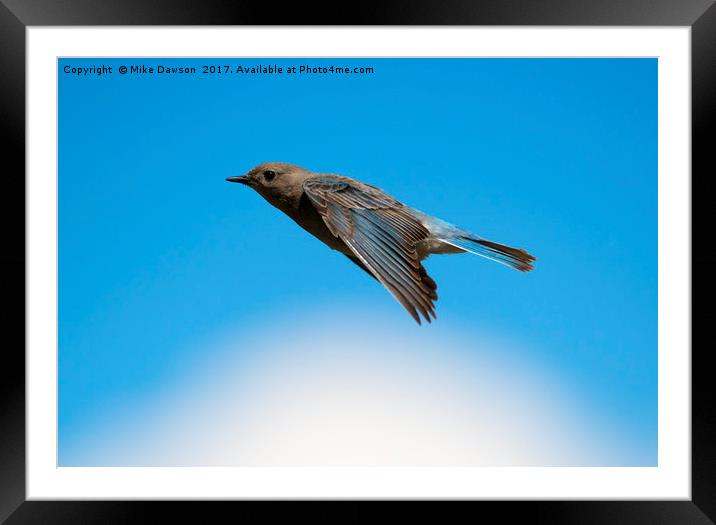 Mountain Bluebird Glide Framed Mounted Print by Mike Dawson