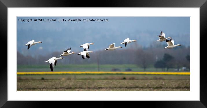Nine Geese a Flaying Framed Mounted Print by Mike Dawson