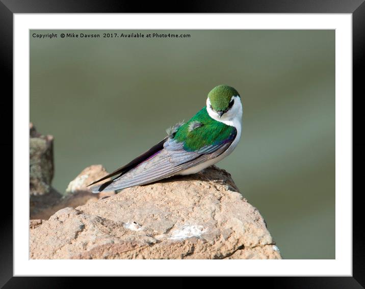 Violet-Green Swallow Framed Mounted Print by Mike Dawson