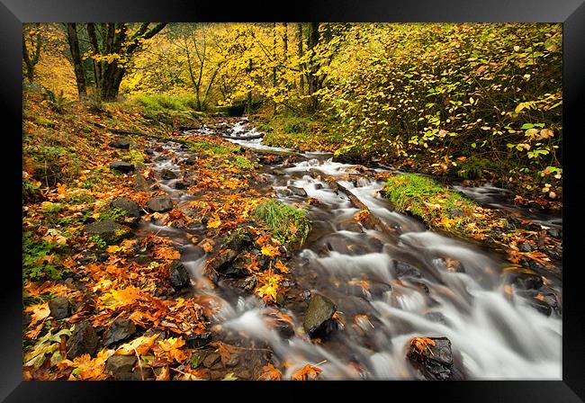 Oregon Autumn Beauty Framed Print by Mike Dawson