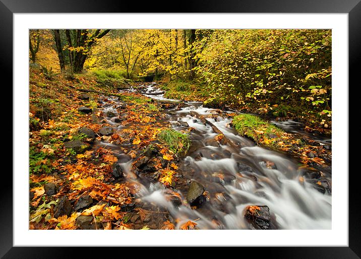 Oregon Autumn Beauty Framed Mounted Print by Mike Dawson