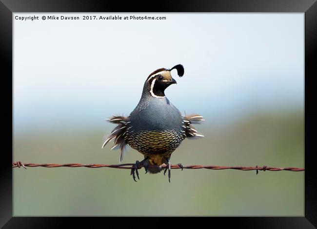 Punk Quail Framed Print by Mike Dawson