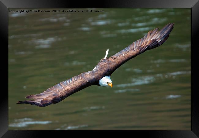 Looking for a Meal Framed Print by Mike Dawson