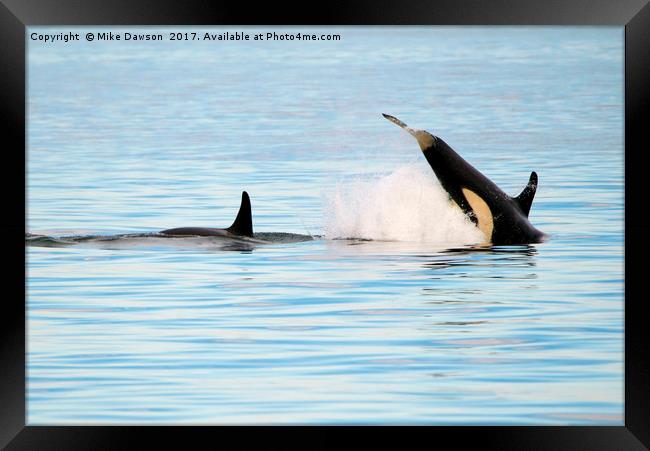 Baby Orca Tag Framed Print by Mike Dawson