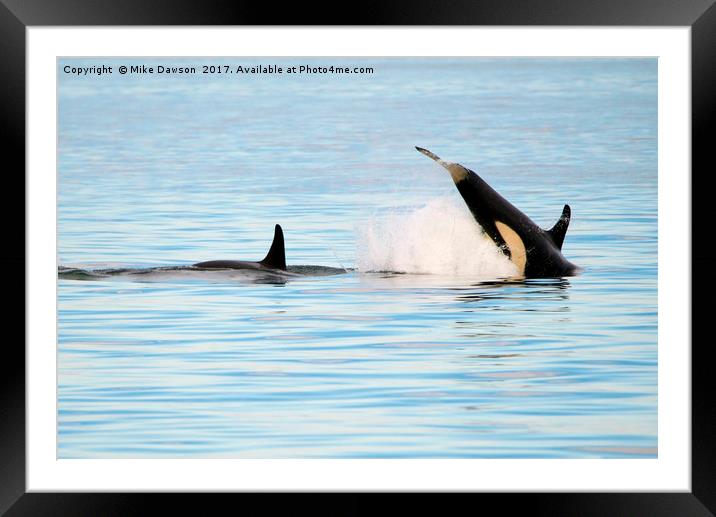 Baby Orca Tag Framed Mounted Print by Mike Dawson