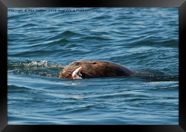 Sea Lion Meal Framed Print by Mike Dawson