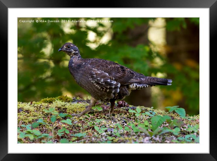 Blue Grouse Hen Framed Mounted Print by Mike Dawson