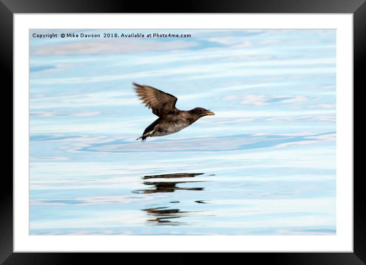 Rhinoceros Auklet Reflection Framed Mounted Print by Mike Dawson