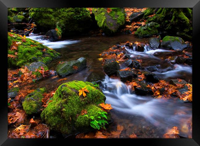 Green and Gold Framed Print by Mike Dawson