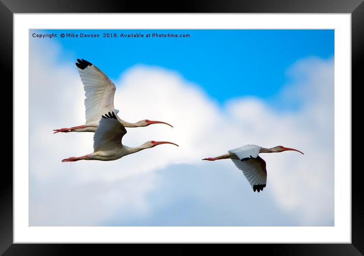 White Ibis Flock Framed Mounted Print by Mike Dawson