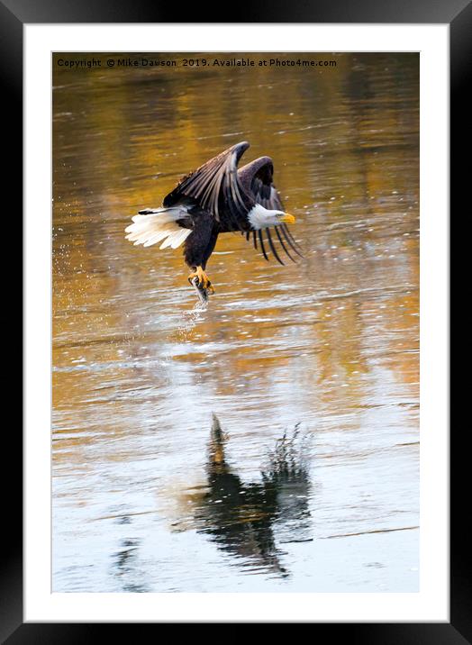 Carrying Dinner Framed Mounted Print by Mike Dawson