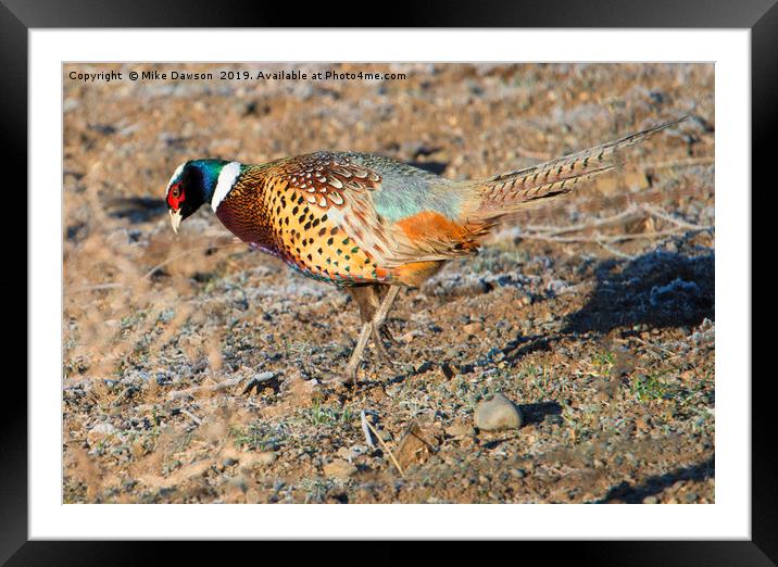 Ring-Necked Pheasant Rooster Framed Mounted Print by Mike Dawson