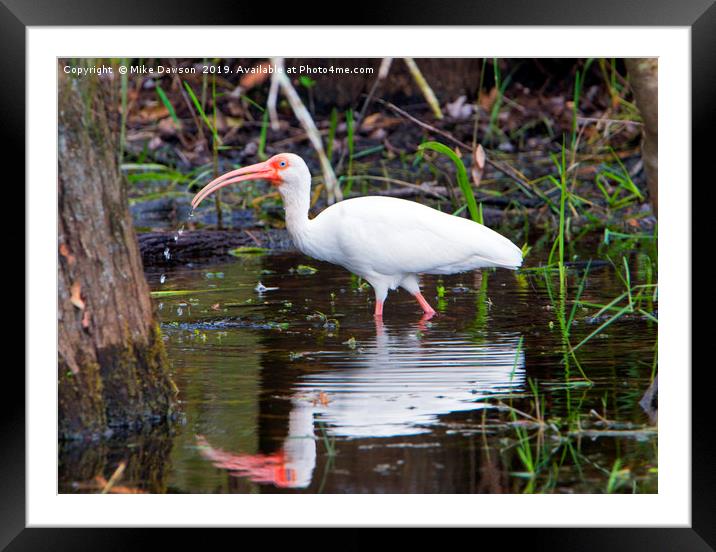 Ibis Drink Framed Mounted Print by Mike Dawson