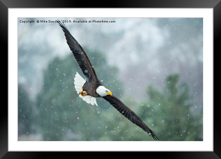 Winter Hunter Framed Mounted Print by Mike Dawson