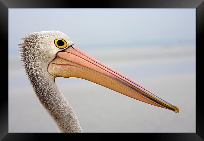 Pelican Profile Framed Print by Mike Dawson