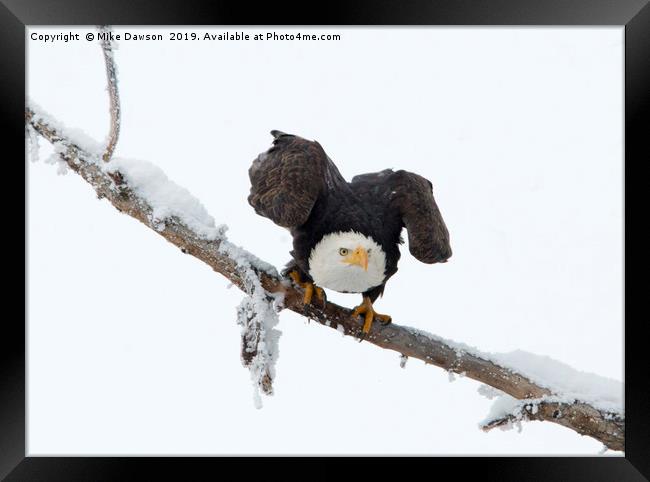 Poised Framed Print by Mike Dawson