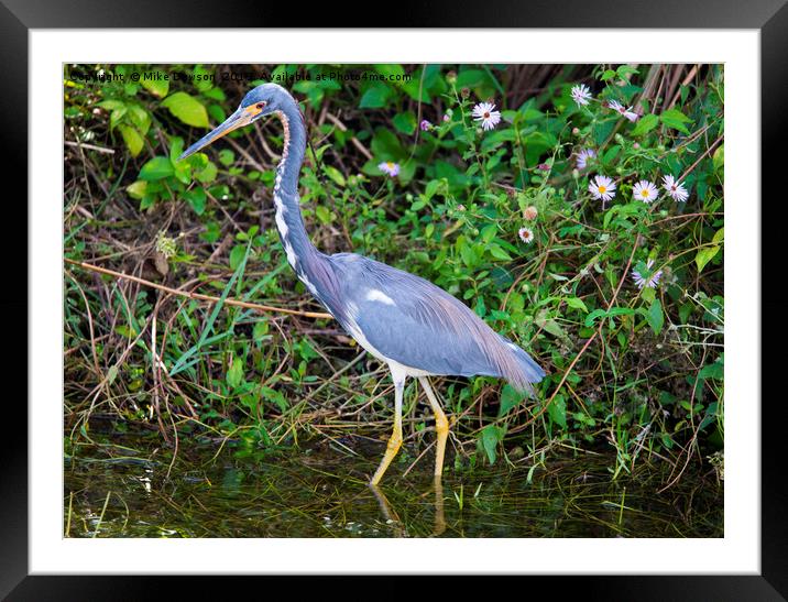 Tricolored Heron Hunting Framed Mounted Print by Mike Dawson