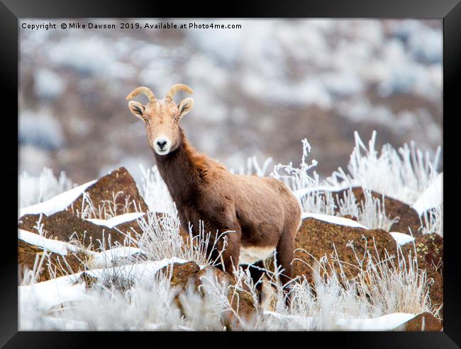 Eyes on  Framed Print by Mike Dawson