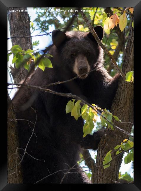 Up a Tree Framed Print by Mike Dawson