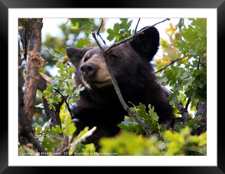 Tree-top Bruin Framed Mounted Print by Mike Dawson
