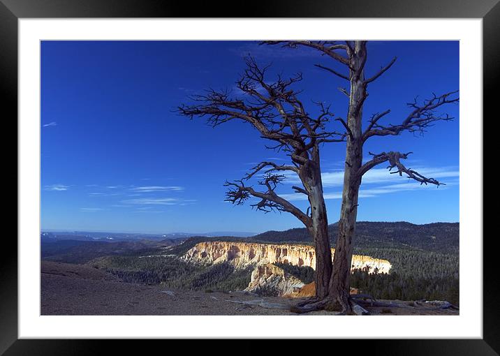 Withered!  Framed Mounted Print by Mike Dawson