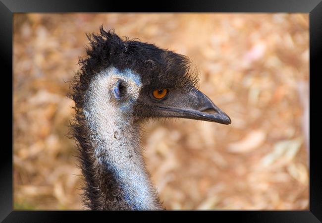Emu Profile Framed Print by Mike Dawson