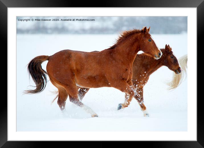 Winter Trot Framed Mounted Print by Mike Dawson