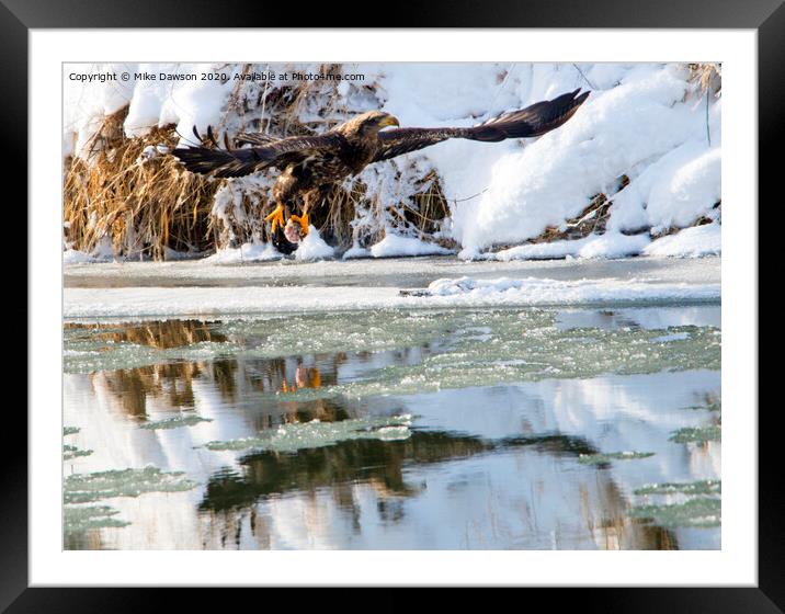 Dinner on Ice Framed Mounted Print by Mike Dawson