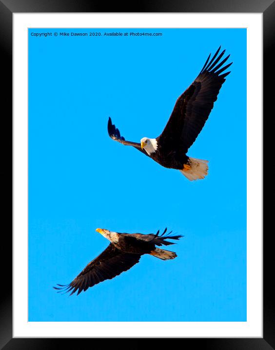 Flying Tight Framed Mounted Print by Mike Dawson