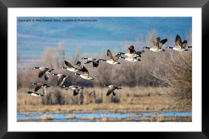 Canada  Geese Flock Framed Mounted Print by Mike Dawson