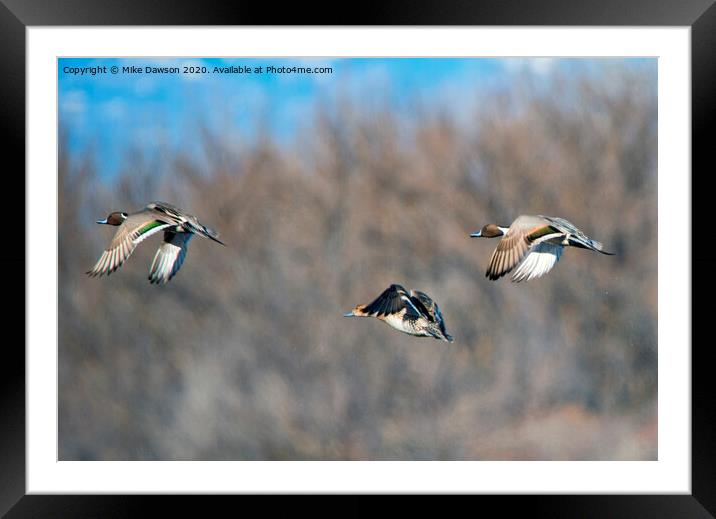 Pintails Take Flight Framed Mounted Print by Mike Dawson