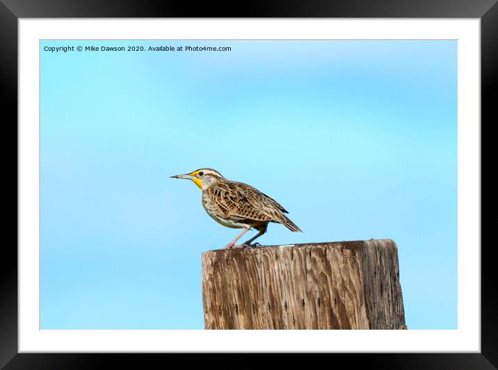 Meadowlark Roost Framed Mounted Print by Mike Dawson