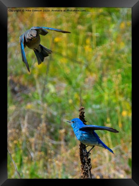 Mountain Bluebird Pair Framed Print by Mike Dawson