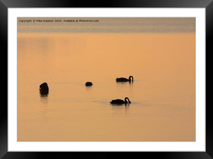 Black Swan Dawn Framed Mounted Print by Mike Dawson