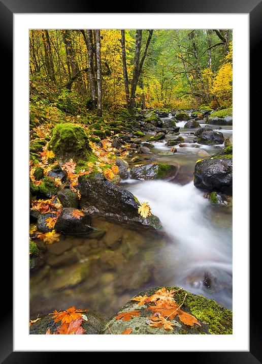 Golden Grove  Framed Mounted Print by Mike Dawson