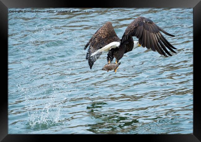 Grabbing Lunch Framed Print by Mike Dawson