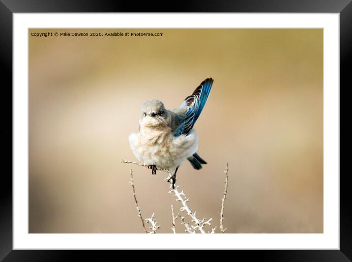 Left Wing Test Framed Mounted Print by Mike Dawson