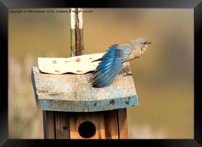 Spread Your Wings Framed Print by Mike Dawson