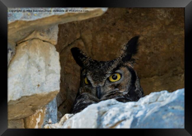 Raptor Eyes Framed Print by Mike Dawson