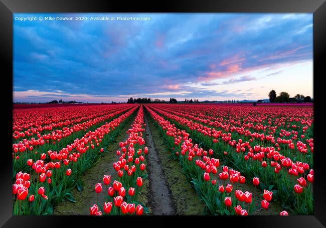 Red Sky over Tulips Framed Print by Mike Dawson