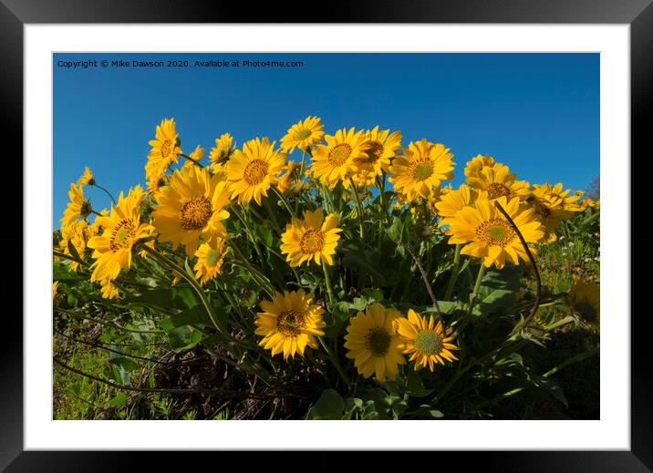 Balsamroot Framed Mounted Print by Mike Dawson