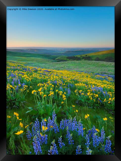 Columbia Hills Wildflower Dawn Framed Print by Mike Dawson
