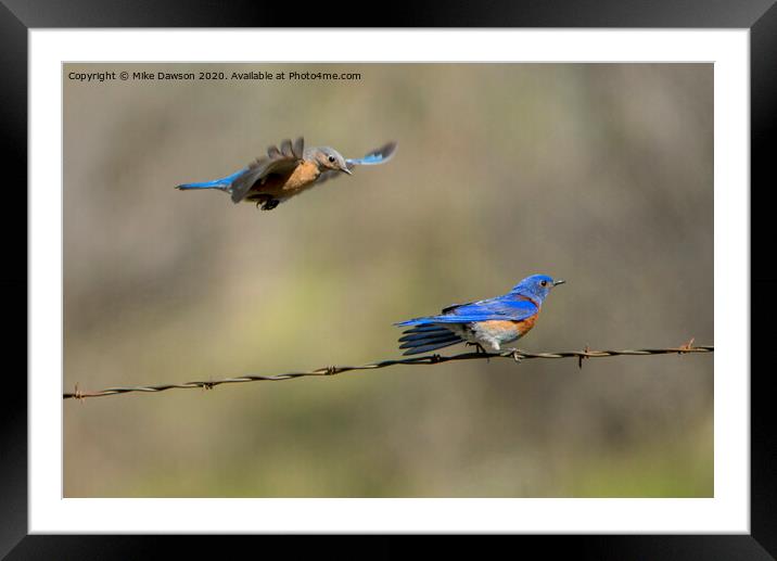 Flying to you Framed Mounted Print by Mike Dawson