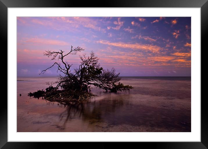 Florida Mangrove Sunset Framed Mounted Print by Mike Dawson