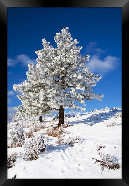 Frost Covered!  Framed Print by Mike Dawson
